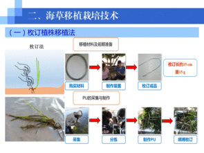 水生生物資源養(yǎng)護先進技術(shù)系列連載（五） 海草移植栽培技術(shù)
